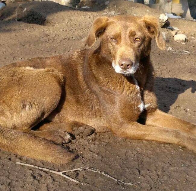 Emma Bulgarien World of Strays Welt der Straßenhunde Street dogs Hunde