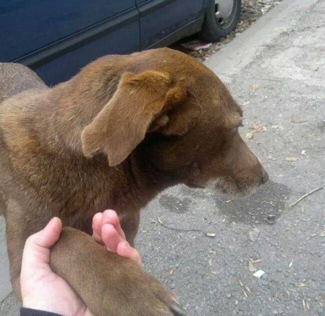 Emma Bulgarien World of Strays Welt der Straßenhunde Street dogs Hunde