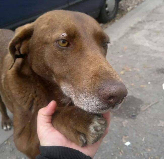 Emma Bulgarien World of Strays Welt der Straßenhunde Street dogs Hunde