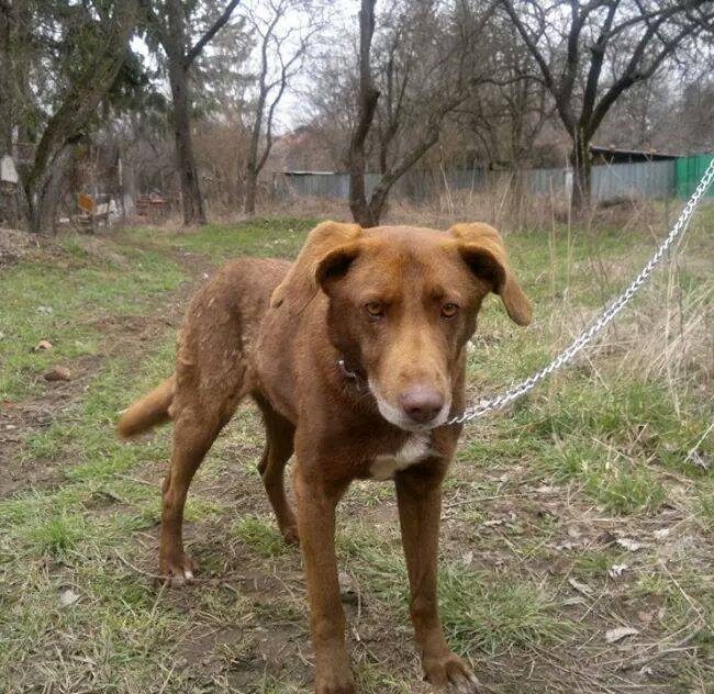 Emma Bulgarien World of Strays Welt der Straßenhunde Street dogs Hunde