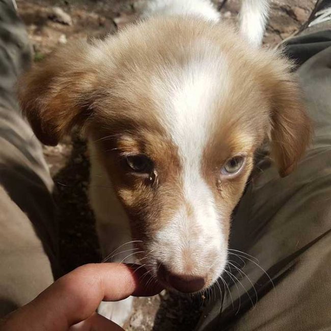 Felicita Straßenhunde Bulgarien Strays World of Strays Hunde Welpe