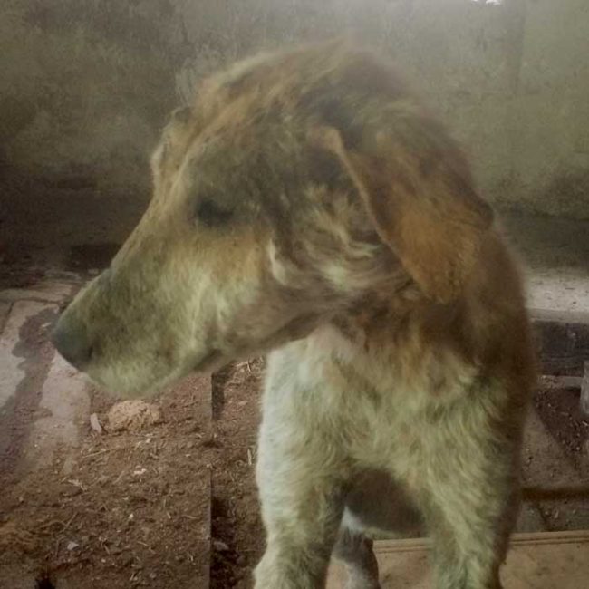 Naraya Bulgarien World of Strays Welt der Straßenhunde Street dogs Hunde