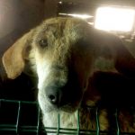 Naraya Bulgarien World of Strays Welt der Straßenhunde Street dogs Hunde