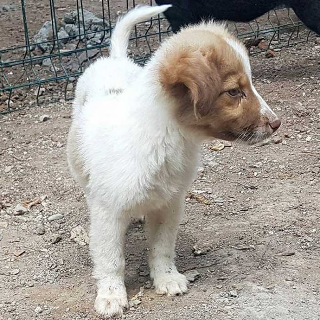 Felicita Bulgarien World of Strays Welt der Straßenhunde Street dogs Hunde