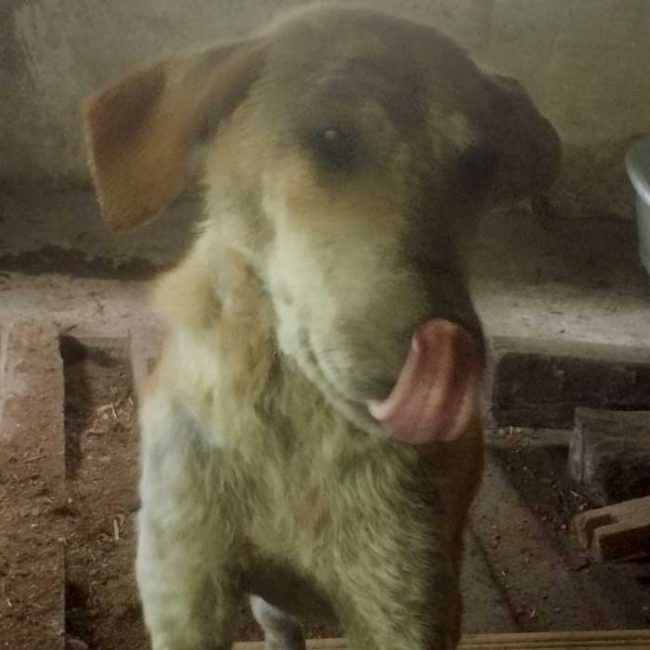 Naraya Bulgarien World of Strays Welt der Straßenhunde Street dogs Hunde