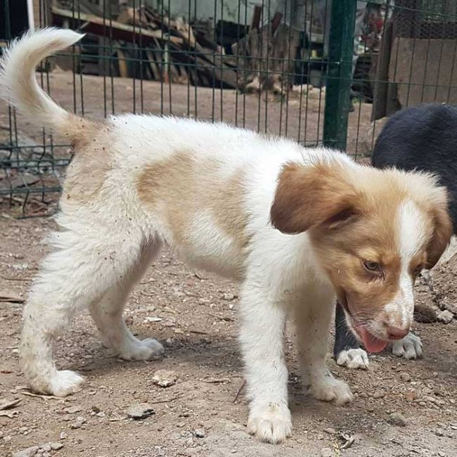 Felicita Bulgarien World of Strays Welt der Straßenhunde Street dogs Hunde