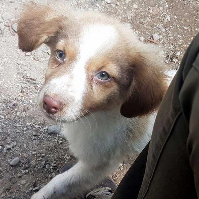 Felicita Bulgarien World of Strays Welt der Straßenhunde Street dogs Hunde