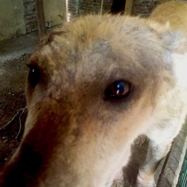 Naraya Bulgarien World of Strays Welt der Straßenhunde Street dogs Hunde