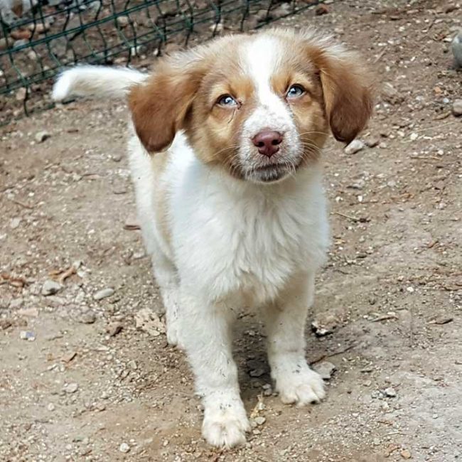 Felicita Bulgarien World of Strays Welt der Straßenhunde Street dogs Hunde