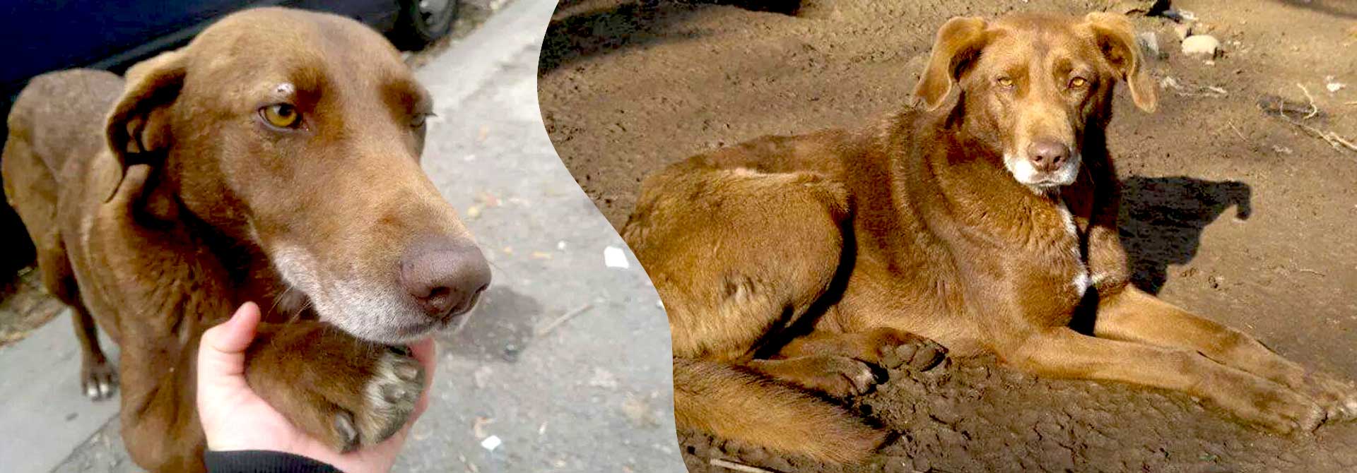 Emma Bulgarien World of Strays Welt der Straßenhunde Street dogs Hunde