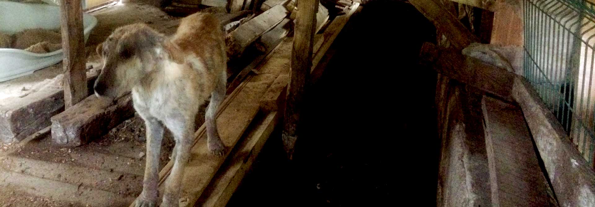 Naraya Bulgarien World of Strays Welt der Straßenhunde Street dogs Hunde