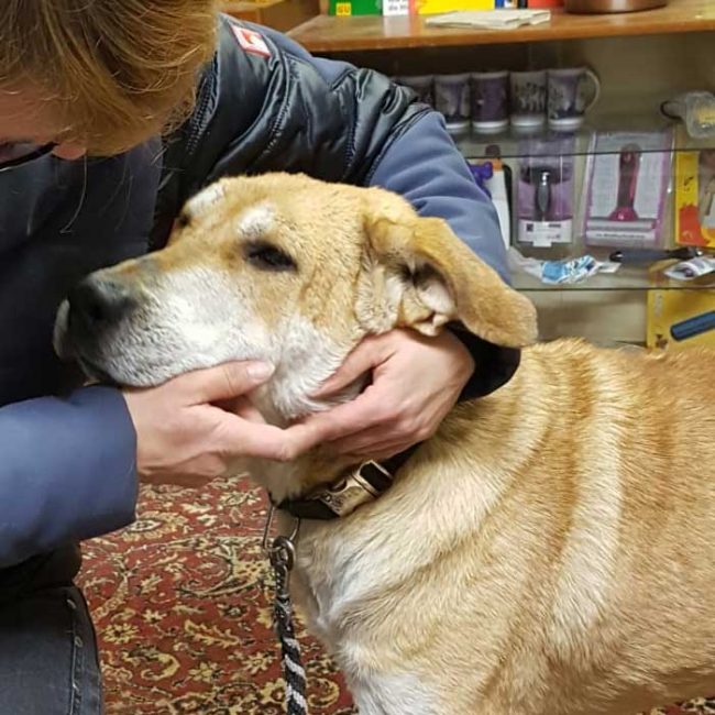 Naraya Bulgarien World of Strays Welt der Straßenhunde Street dogs Hunde