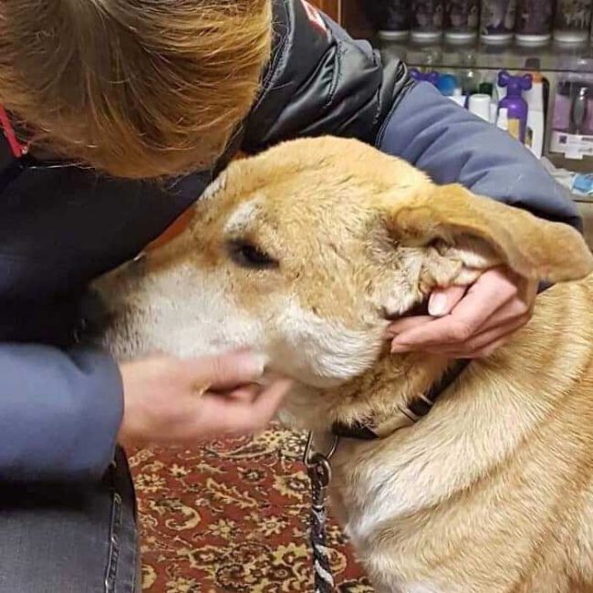 Naraya Bulgarien World of Strays Welt der Straßenhunde Street dogs Hunde