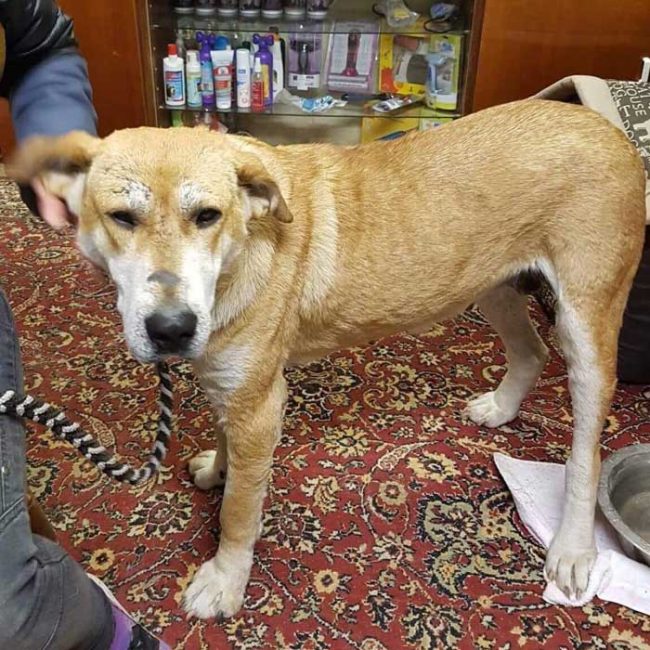 Naraya Bulgarien World of Strays Welt der Straßenhunde Street dogs Hunde