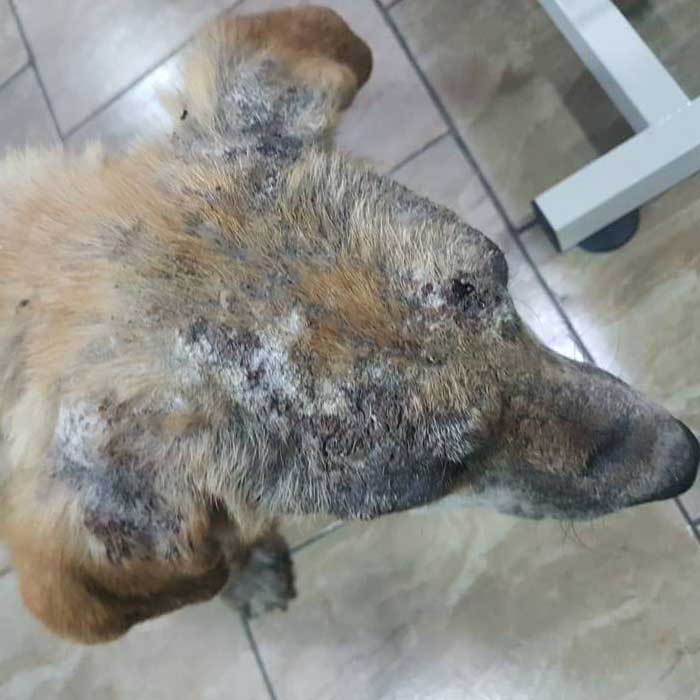 Naraya Bulgarien World of Strays Welt der Straßenhunde Street dogs Hunde