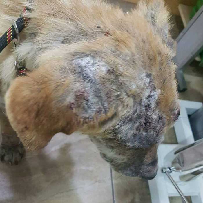 Naraya Bulgarien World of Strays Welt der Straßenhunde Street dogs Hunde