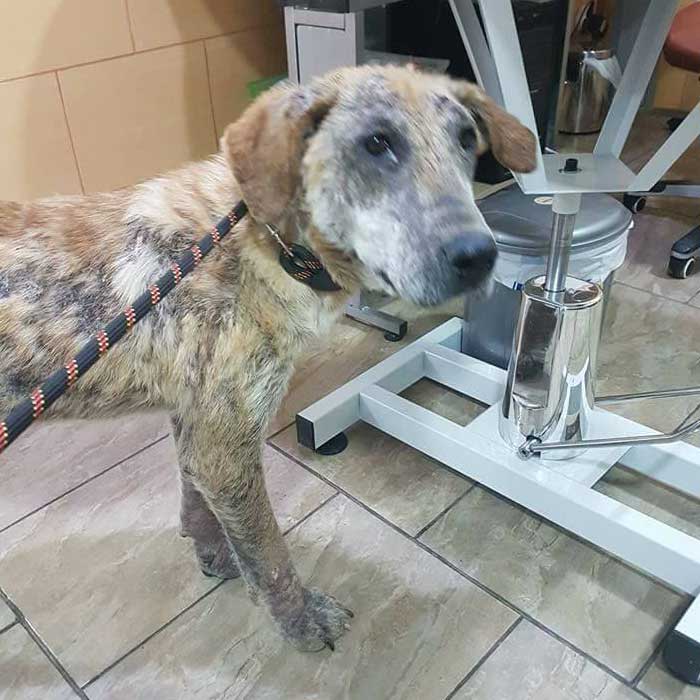 Naraya Bulgarien World of Strays Welt der Straßenhunde Street dogs Hunde