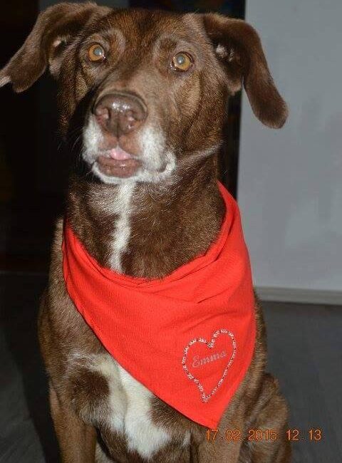 Emma Bulgarien World of Strays Welt der Straßenhunde Street dogs Hunde