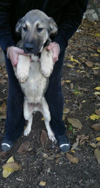 Ares Straßenhunde Tierschutz Hunde Bulgarien World of Strays