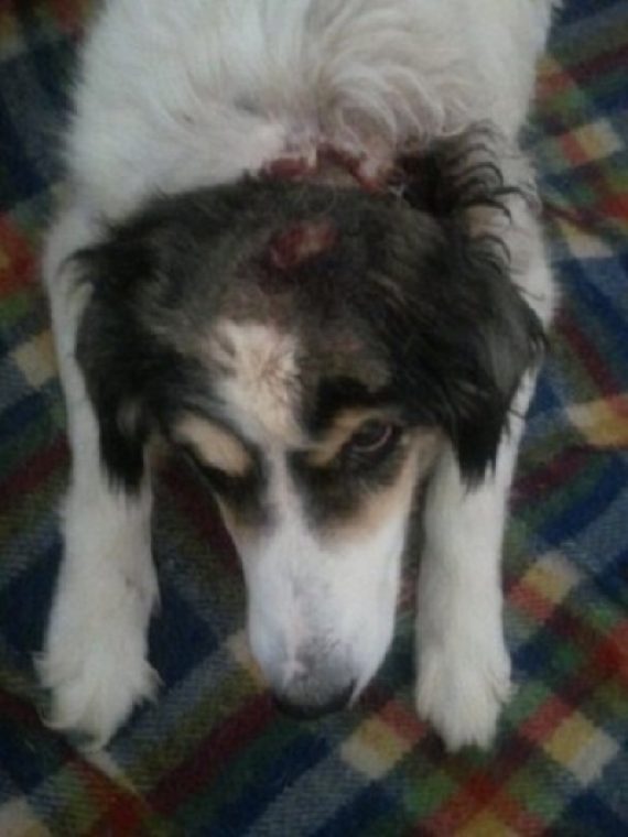 World of Strays Malta Tierschutz Star Straßenhunde